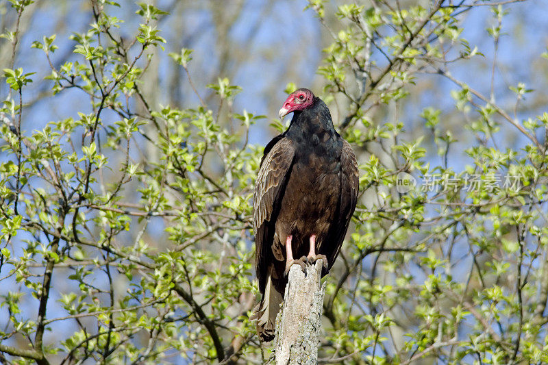 火鸡秃鹫（Cathartes aura）